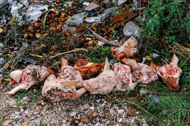Abgebrochene Schweineköpfe liegen zusammen mit Essensresten auf einer spontanen Müllkippe im Wald. Hochwertiges Foto - Foto, Bild