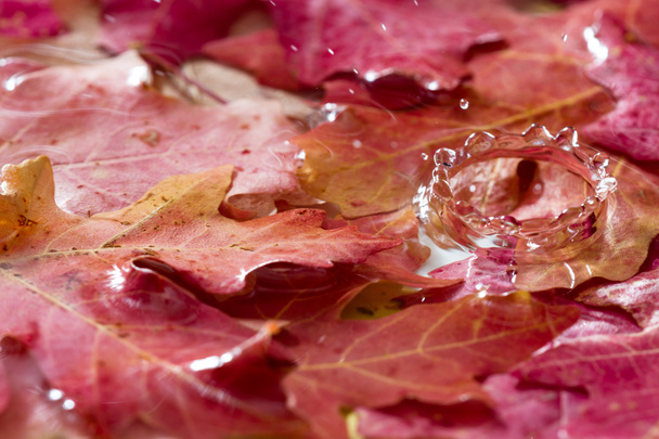 podzimní listí s stříkající vodě - Fotografie, Obrázek