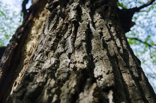 古い木の樹皮と幹、クローズ アップ ビュー - 写真・画像