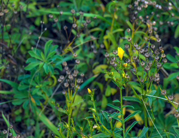 Les fleurs de lin dorées ou jaunes sur une prairie, Linum flavum - Photo, image