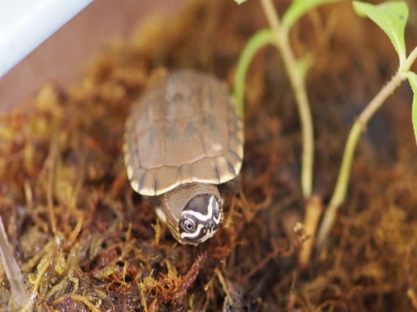 Foto de cerca de la tortuga pequeña - Metraje, vídeo