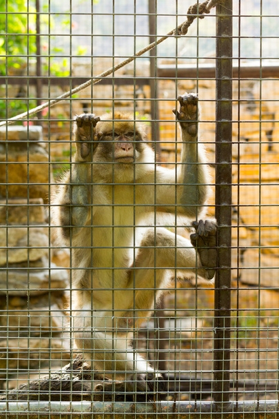 Scimmia in gabbia con aspetto triste
 - Foto, immagini