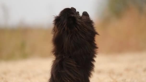 Un lindo joven Pomeranian spitz salta sobre sus patas traseras y pide una golosina. Caminar con un Spitz negro en otoño. - Imágenes, Vídeo