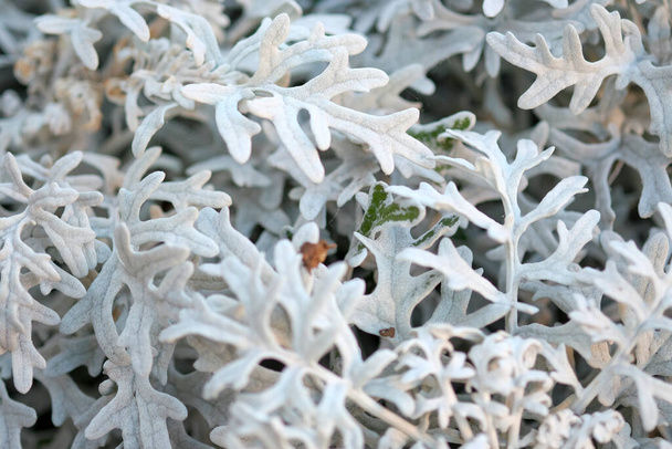 cineraria plant silver leaf details. High quality photo - Photo, Image