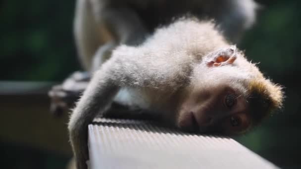 Lustige Affenfamilie liegt auf dem Boden und kratzt und sucht Flöhe - Filmmaterial, Video