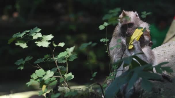 Мать обезьяна и новорожденная обезьянка - Кадры, видео