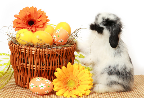 Fluffy Bunny and colored eggs - Fotó, kép
