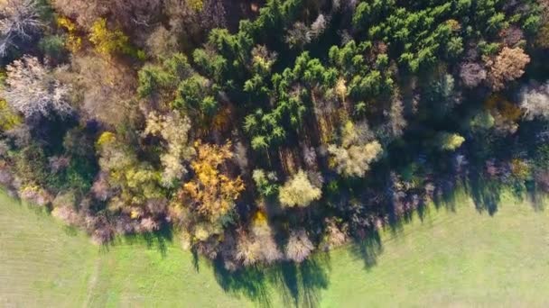 Őszi erdő, légi kilátás, repül a fák felett - Felvétel, videó