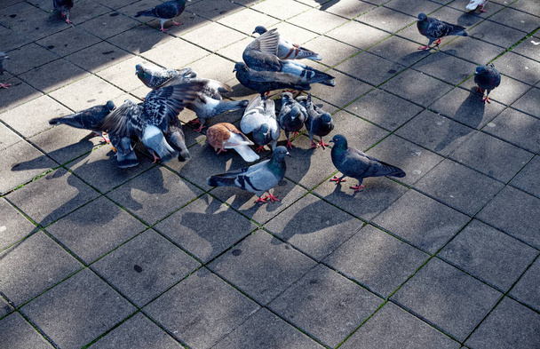 Животные в городе: Стая голубей в городе борется за пищу - Фото, изображение