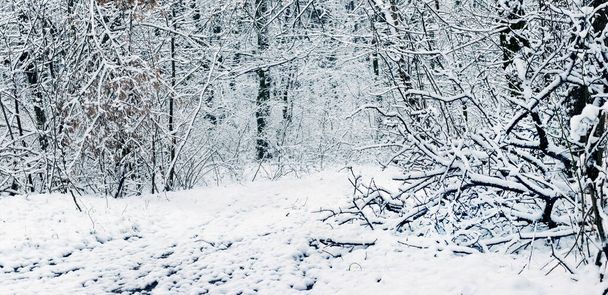 Charmante Winterlandschaft mit schneebedeckten Bäumen und Sträuchern im Wald - Foto, Bild