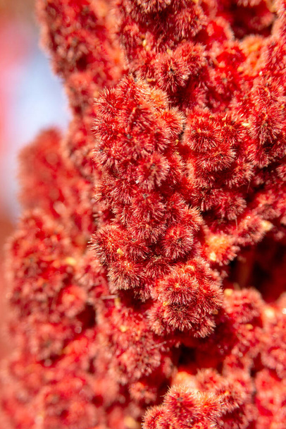 Rhus typhina, staghorn sumac. Süslü bir bitkinin güzel kırmızı çiçeği..  - Fotoğraf, Görsel