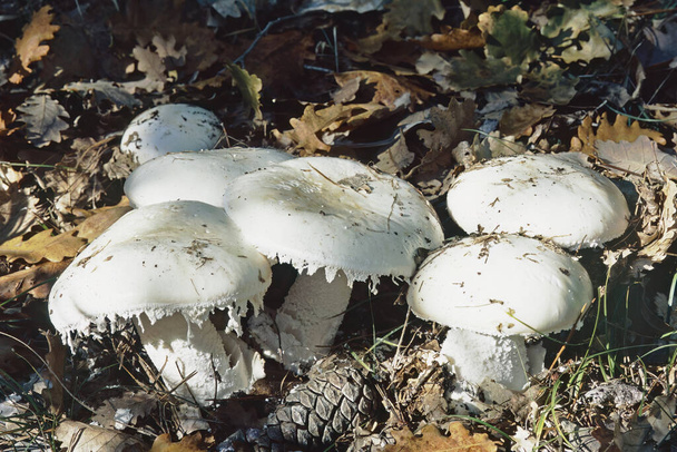 some specimens of european white egg mushroom, Amanita ovoidea; Amanitaceae - Photo, Image