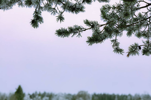 Cuento de hadas de invierno: escarcha blanca en las ramas de pino, de cerca - Foto, Imagen