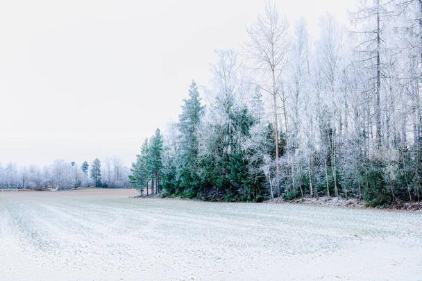 Zimní pohádka: sníh a mrazivé lesy. - Fotografie, Obrázek
