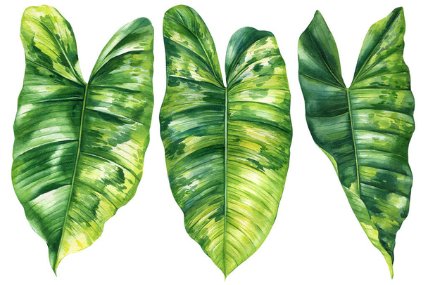 Paradise Palm Leaves, foglie tropicali. Illustrazione pianta acquerello su sfondo bianco isolato. Illustrazione di alta qualità - Foto, immagini