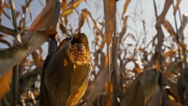 Nahaufnahme von reifen Ähren in der Feldwirtschaft Landwirtschaft Gemüse Geschäft Natur trockenes Laub - Filmmaterial, Video