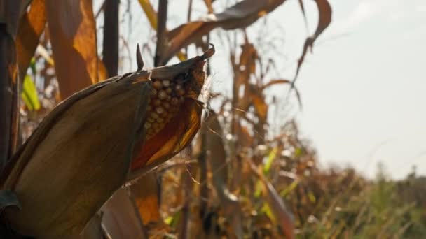 zblízka zralých uší kukuřice v polním zemědělství zemědělství zelenina podnikání příroda suché listy - Záběry, video