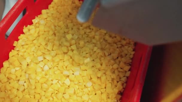 Автоматичний харчовий кузов для промислового використання подрібнює свіжоочищену жовту картоплю. Харчова промисловість та початкова концепція приготування їжі. Високоякісні 4k кадри - Кадри, відео