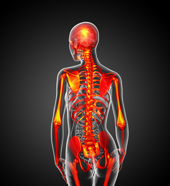 3D-медична ілюстрація людського скелета
 - Фото, зображення