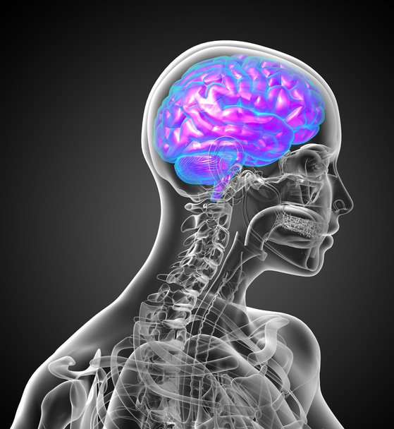 3d hacer ilustración médica del cerebro humano
 - Foto, Imagen