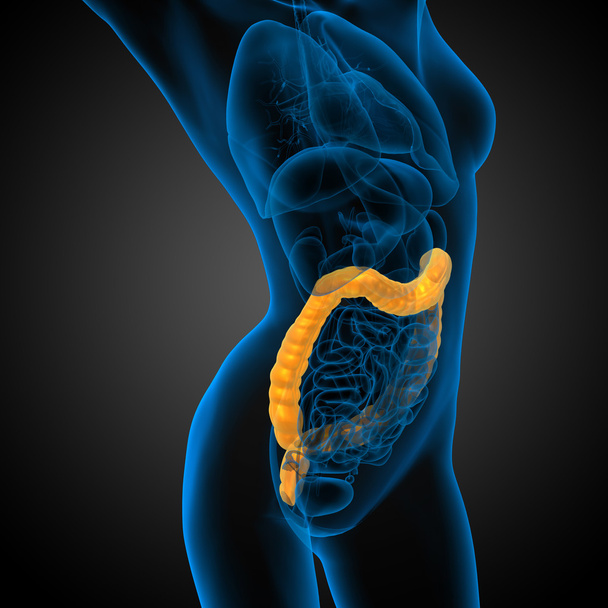 3d renderizar ilustração médica do intestino larg humano
 - Foto, Imagem