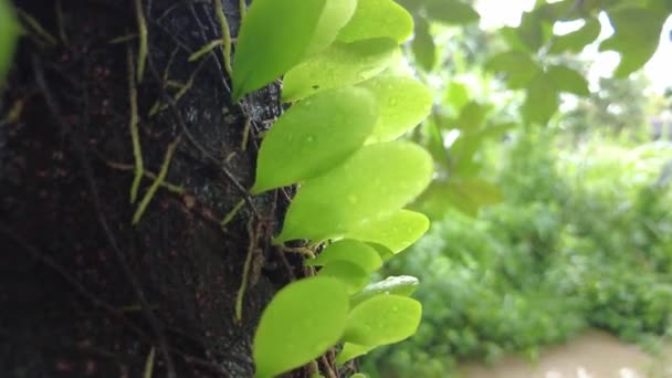 zielone liście w ogrodzie - Materiał filmowy, wideo