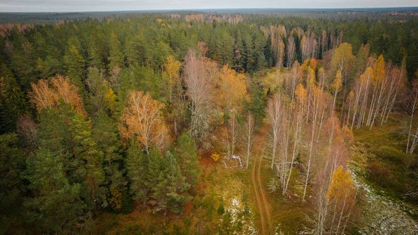 Les plus belles forêts d'automne de Lettonie. Bois mélangés avec de belles couleurs différentes. - Photo, image