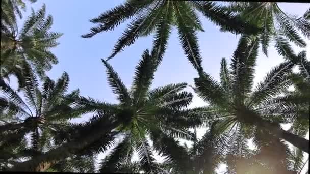 levant les yeux vers le ciel à travers les branches et les tiges feuillues de palmier à huile tombantes. - Séquence, vidéo