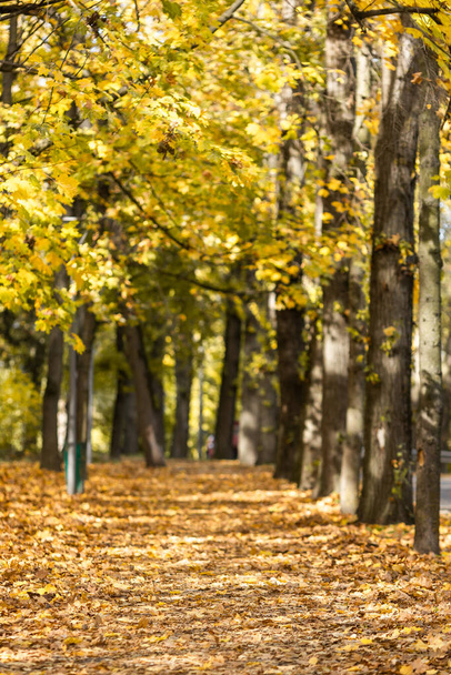 Золота осінь в міському парку в яскравий сонячний день
 - Фото, зображення