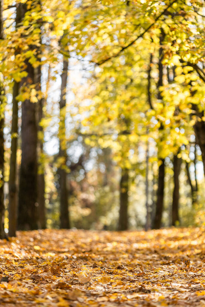 Zlatý podzim v městském parku za jasného slunečného dne - Fotografie, Obrázek