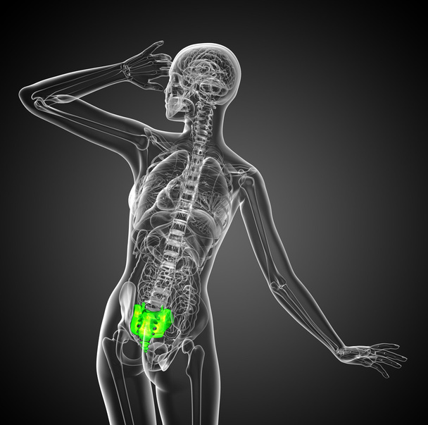 3D render orvosi illusztráció a női keresztcsont csont - Fotó, kép