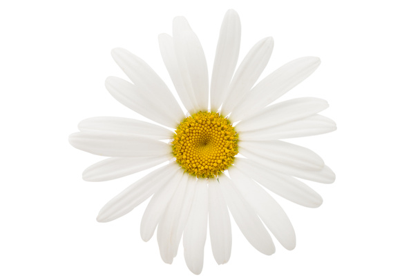 Belle fleur de camomille
 - Photo, image
