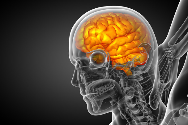 ilustracja medyczny mózgu   - Zdjęcie, obraz