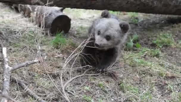 Curious bear cub in forest playing and smelling. - Footage, Video