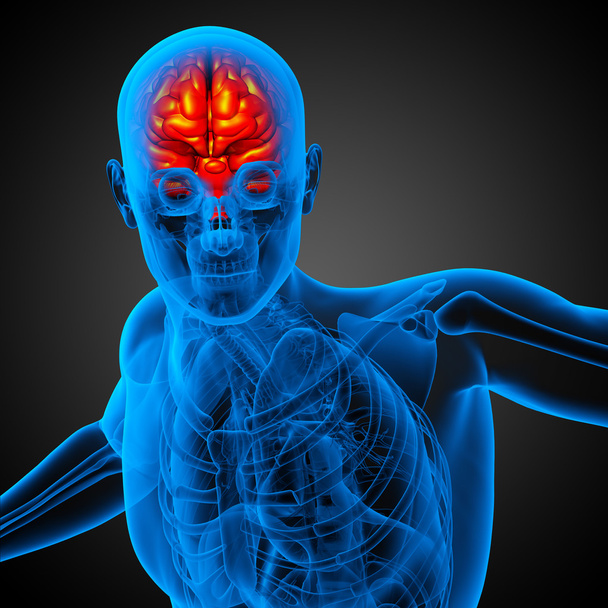 3D orvosi illusztráció az agy   - Fotó, kép
