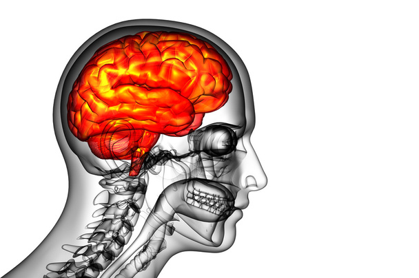 3D orvosi illusztráció az agy   - Fotó, kép