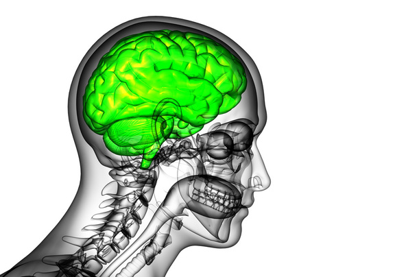 ilustracja medyczny mózgu   - Zdjęcie, obraz