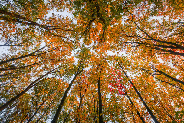 Octubre en el bosque con tonos vibrantes de naranja, rojo y amarillo mientras las hojas caen de los árboles - Foto, Imagen