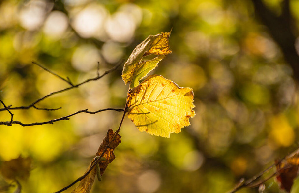 Bladeren op een tak in de stralen van de zon in de herfst - Foto, afbeelding