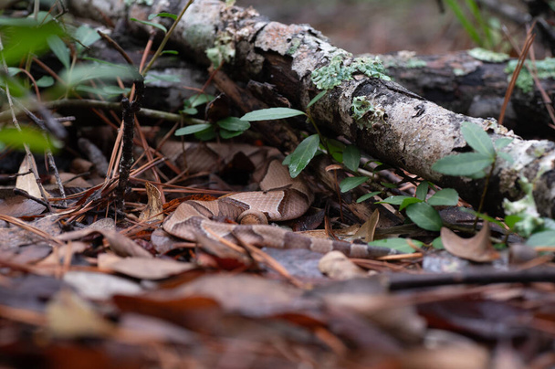 Południowy wąż miedziogłowy, Agkistrodon contortrix, leży częściowo ukryty pod ściółką liści i gałęziami. - Zdjęcie, obraz