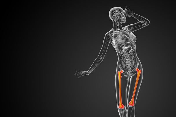 3d rendere illustrazione medica dell'osso del femore
  - Foto, immagini