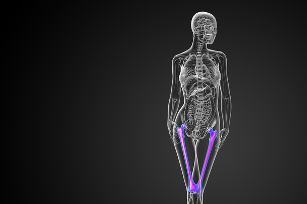 3d tornar ilustração médica do osso do fêmur
  - Foto, Imagem
