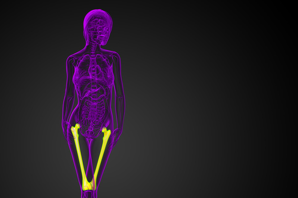 3d rendere illustrazione medica dell'osso del femore
  - Foto, immagini