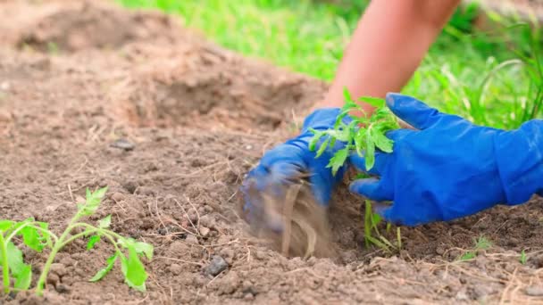 Sadzenie sadzonek warzyw. Dłonie kobiet ostrożnie sadzić kiełków pomidora w glebie ogrodu. Wysokiej jakości materiał 4k - Materiał filmowy, wideo