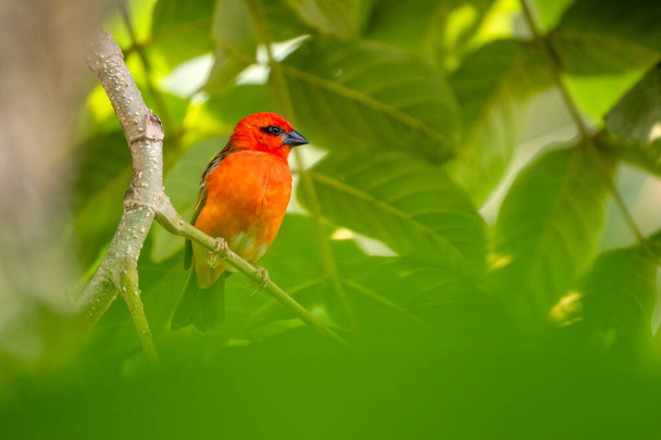 Red Fody - Foudia madagascariensis, beautiful colored perching bird from Madagascar forests and woodlands. - 写真・画像