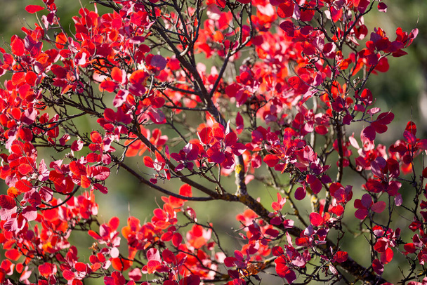 fond de feuilles rouges par une journée ensoleillée en automne - Photo, image
