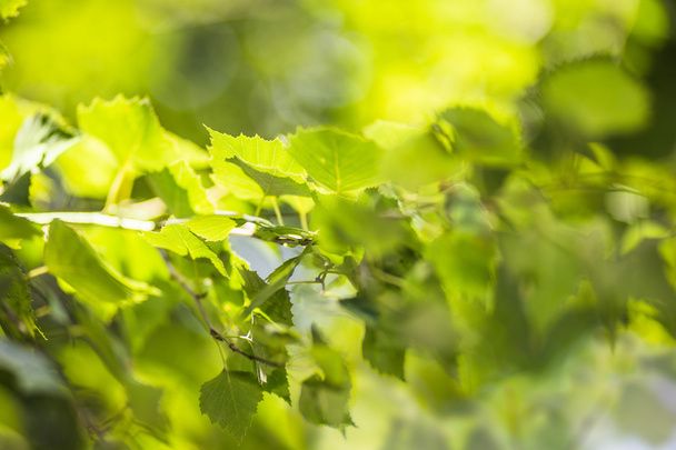 Green  background with leaves - Foto, afbeelding