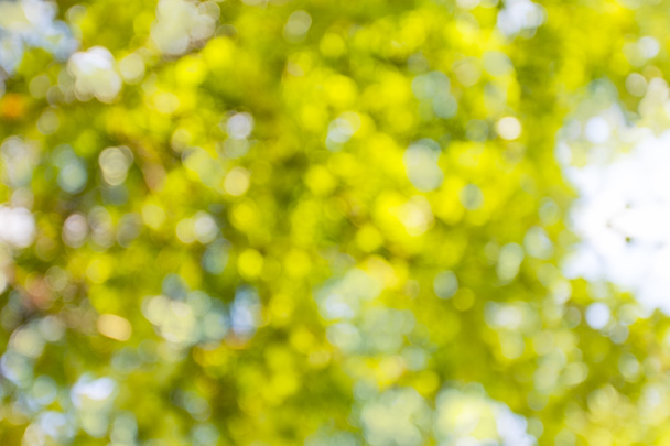 Літній зелений фон боке
 - Фото, зображення