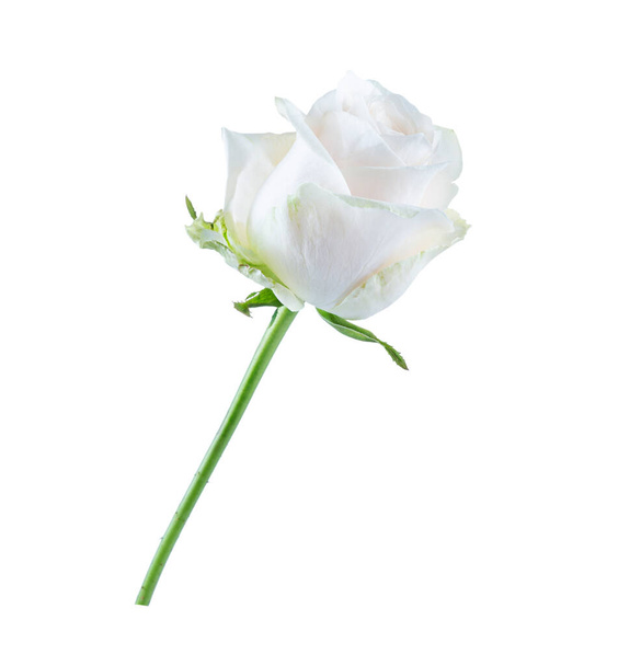 White and cream rose bud isolated on white background. - Photo, Image