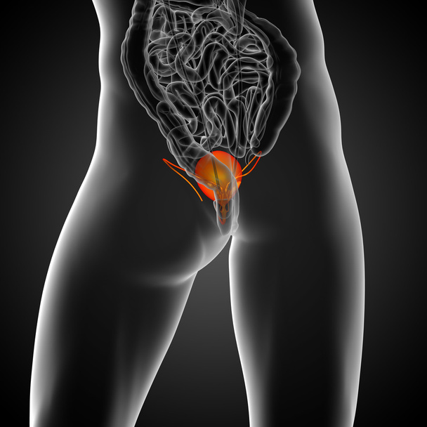 膀胱の 3 d レンダリングの医療イラスト  - 写真・画像